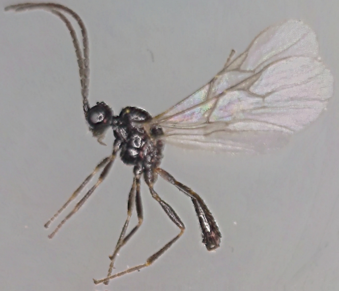 Aphidiinae 1.jpg